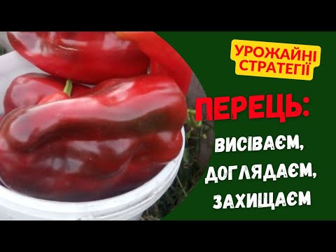 Видео: Як посіять та виростить перець: урожайна стратегія від насіння до збирання