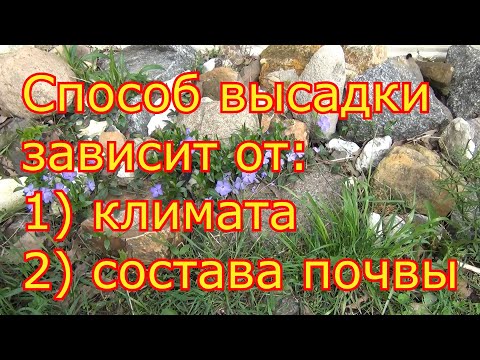 Видео: Как ПОСАДИТЬ САЖЕНЕЦ ВИНОГРАДА. ПРОСТОЙ, НАДЕЖНЫЙ, ПРОВЕРЕННЫЙ СПОСОБ