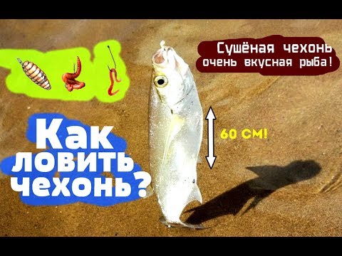 Видео: Как на что и где ловить чехонь? Уроки по ловле чехони!