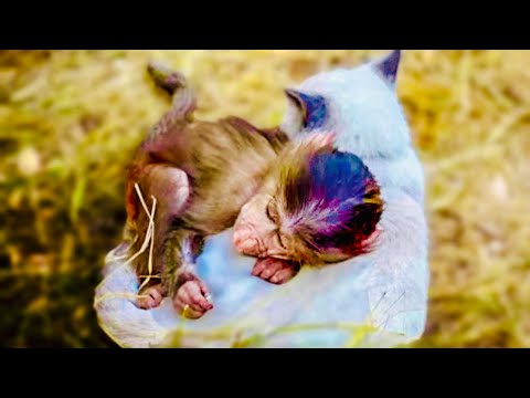 Видео: ТАК МИЛО! Я давно так не умилялась, Степа ОБНЯЛ Басика и оба РАДУЮТСЯ теплому дню!