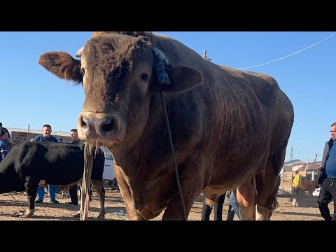 Видео: ХОРАЗМ МОЛ БОЗОРИ ДА НИМАЛАР БУЛАЯПДИ БОЗОРНИ ЭЕНГ БУЙИ БАЛАТ БУКАСИ ТУШДИ😱