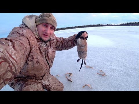 Видео: Ловил рыбу, а добыл ондатру. Рыбалка с эхолотом и камерой Калипсо.