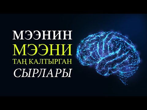 Видео: Мээнин таң калычтуу сырлары!