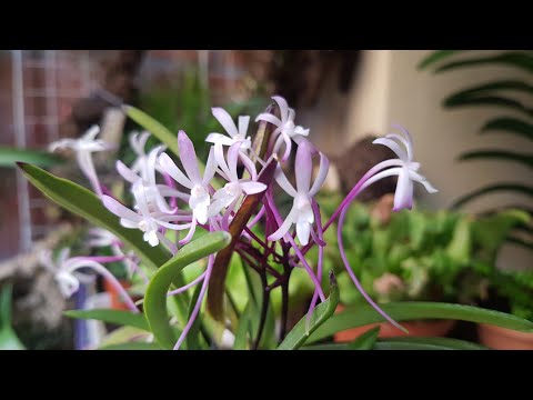 Видео: Neofinetia falcata shutenno-Цветение и Уход😘