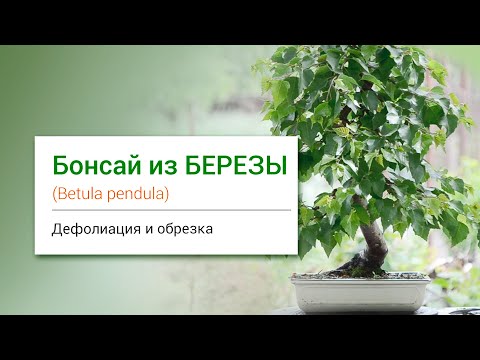 Видео: БОНСАЙ из БЕРЕЗЫ I Birch Bonsai. Summer Defoliation and Pruning.