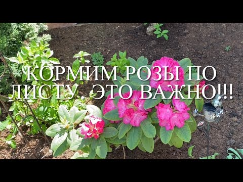 Видео: Розы. Подкормка по листу. Вам нужен мощный и сильный куст розы....🌹🌹🌹