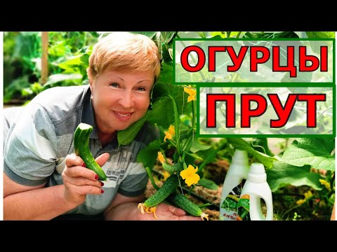 Видео: Сделайте так и огурцы будите снимать каждый день. Зачем  сетка из фикспрайс для огурцов?