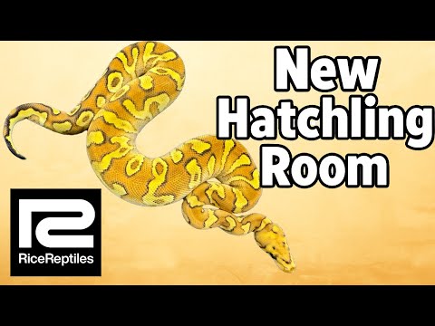 Видео: Новая комната для детенышей