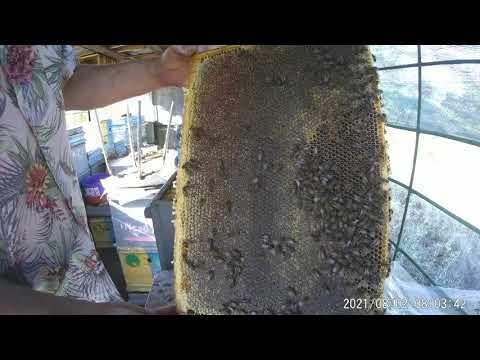 Видео: К.У-166.5 кг за сезон.Пасека к зимовке готова.Взяток с подсолнуха окончен.Сохранить сушь от моли.