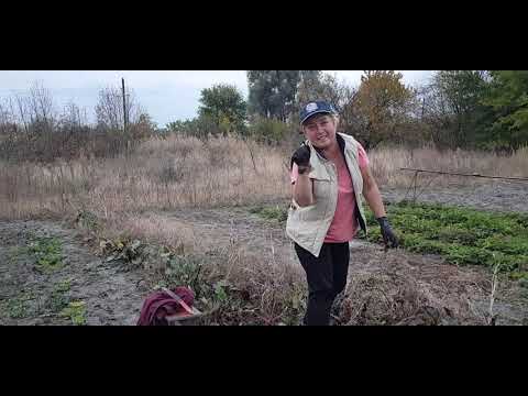 Видео: Сбор урожая продолжается .
