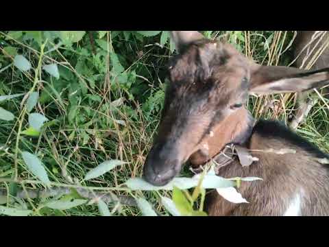 Видео: Коза набирают вес перед зимовьем