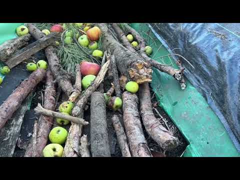 Видео: Правильна посадка нового рядка лохини . Друга серія.