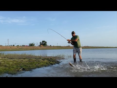 Видео: ПОКЛЁВКА ЗА ПОКЛЁВКОЙ! ВОТ ЭТО РЕАЛЬНО ЖОР! СКОПЛЕНИЕ МАЛЬКА ЗАМАНИЛО СУДАКА и другую рыбу.
