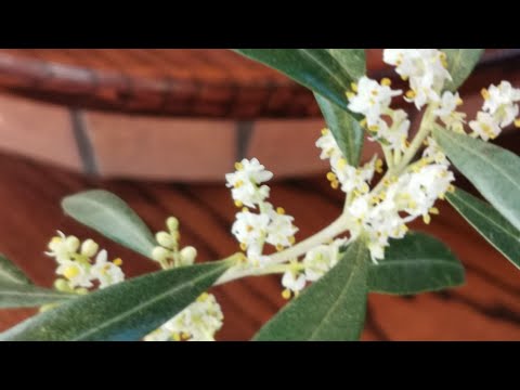 Видео: Оливковые деревья в домашних условиях.