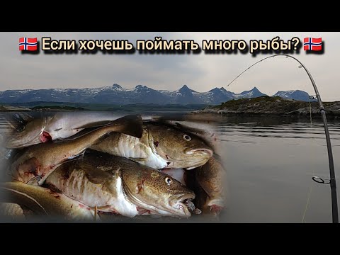 Видео: Рыбалка в Норвегии: Хочешь МНОГО рыбы? Тебе сюда!