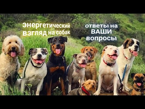 Видео: ЭНЕРГОИНФОРМАЦИОННЫЙ ГИПНОЗ. Энергетический взгляд на собак! Ответы на ваши вопросы!