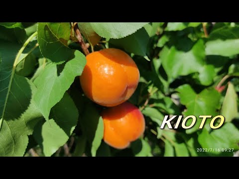 Видео: Абрикос Кіото /Kioto/