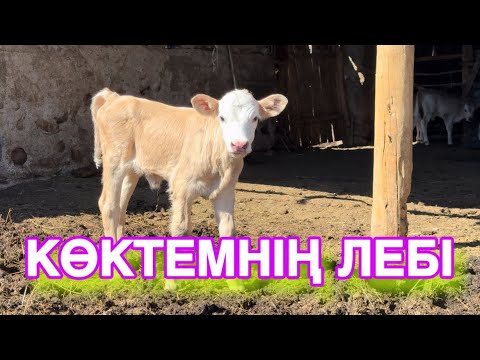 Видео: Қыстаудағы жағдай. Шаруашылыққа шолу!