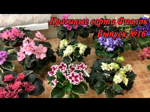 Видео: Красивые сорта Фиалок(Выпуск №16)