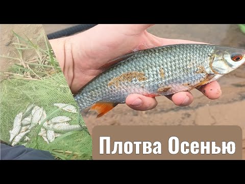 Видео: За осенней плотвой на Озерну!