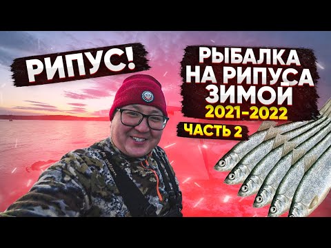 Видео: РИПУС. Рыбалка на рипуса зимой. Как поймать рипуса. Поклевки рипуса. ЧАСТЬ 2