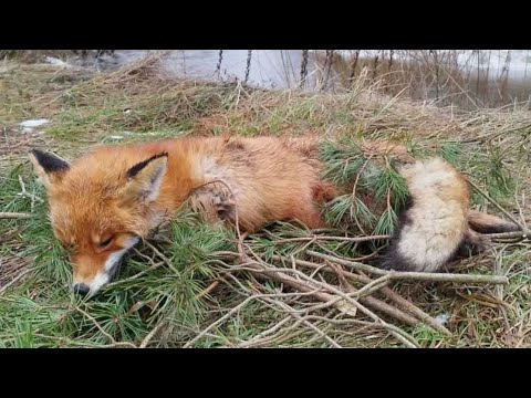 Видео: Охота на лису , ставим петли , случаем свиней и многое другое