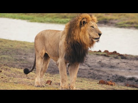 Видео: Львиный прайд замечен после паники из-за сибирской язвы (Red Road и Nharus)