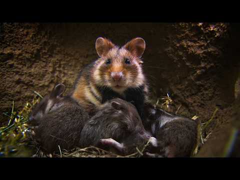 Видео: Воспитание детей в дикой природе - Nature's Nurseries