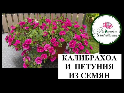 Видео: КАЛИБРАХОА и ПЕТУНИЯ из семян
