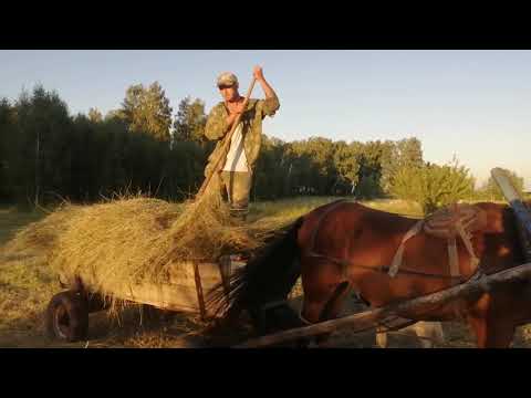 Видео: СЕНОКОС! ЗАГОТОВКА СЕНА! ЛОШАДЬ! КОРОВЫ С СЕНОМ! ГОЛОДНЫЕ КОРОВЫ!