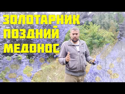 Видео: Мощный осенний медонос, что с ним не так? Золотарник поздний медонос