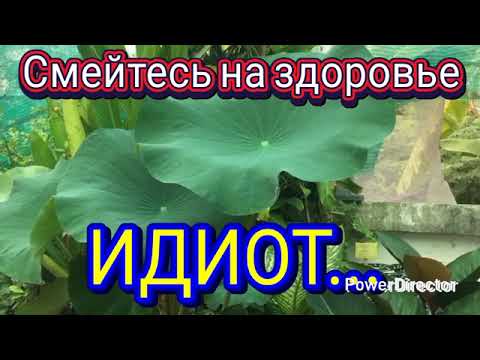 Видео: АНЕКДОТ дня смешно до слёз!!!