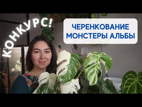 Видео: Как ЧЕРЕНКОВАТЬ монстеру / ДАРЮ черенок МОНСТЕРЫ АЛЬБЫ