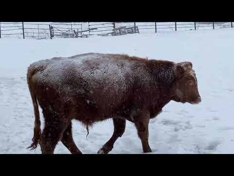 Видео: Один из дней на ферме. Запуск МТЗ 82 в мороз!