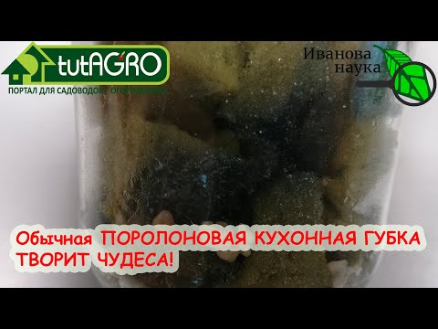 Видео: Не выбрасывайте ПОРОЛОНОВУЮ ГУБКУ и ПОРОЛОН! Они еще сослужат вам большую службу! Растим Боверию!