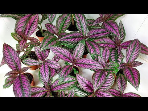 Видео: Монолог про цветок - Стробилантес (Strobilanthes)