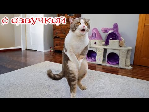 Видео: Приколы с котами! С ОЗВУЧКОЙ! СМЕШНЫЕ КОТЫ! Самые смешные животные! УГАР!