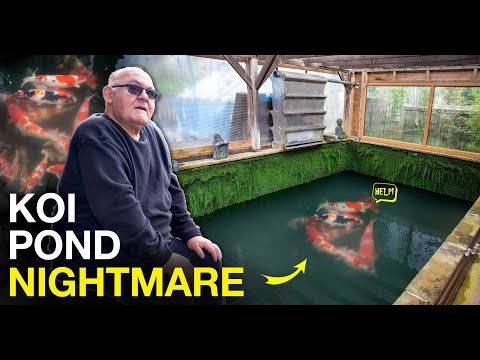Видео: Спасаем пруд с карпами кои от катастрофы — Koi SOS!