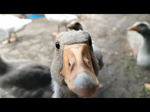 Видео: Гуси гусята крупная серая линда, с чего начать, как лучше завести, почему разведение гусей в будущем