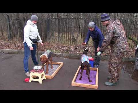 Видео: Риджбек и доберман, приучение к работе вопреки желанию играть друг с другом