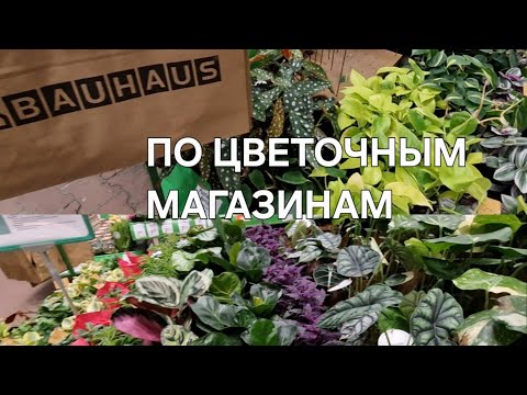 Видео: 🍀По цветочным магазинам,  обзор комнатных растений 🍀