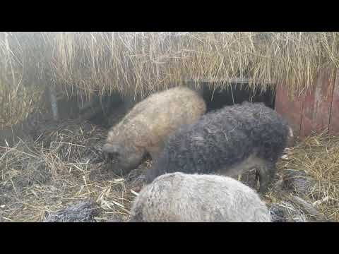 Видео: венгерська мангалиця вигідно тримати чи ні