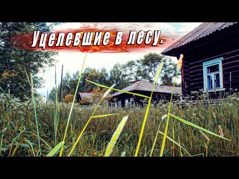 Видео: Забытая всеми, покинутая деревня в лесу.