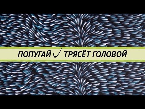 Видео: Попугай трясёт головой.