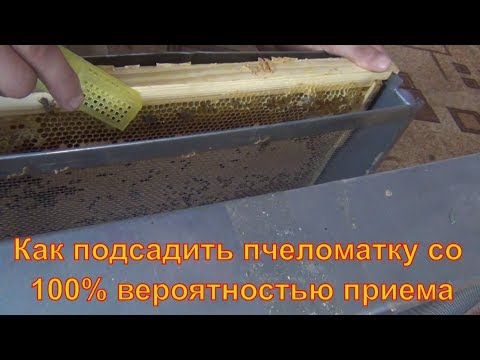 Видео: Надежной способ подсадки маток. Подсадка матки пчелиной на 100%. Подсадка элитных маток из Германии
