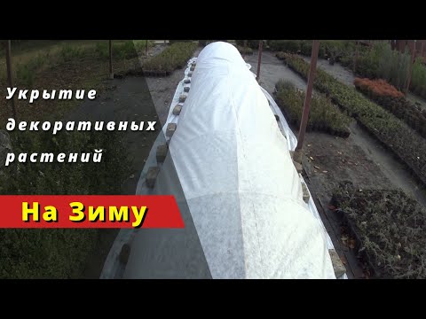 Видео: Укрытие декоративных растений - "на зиму".