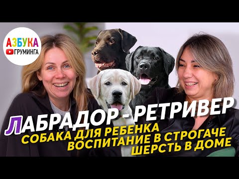 Видео: Лабрадор ретривер - собака для ребенка? Линька в доме и груминг лабрадора.