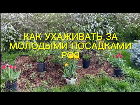 Видео: Розы. Как ухаживать за молодыми розочками? Кормить или нет? Профилактика хлороза роз и гортензий.🌹