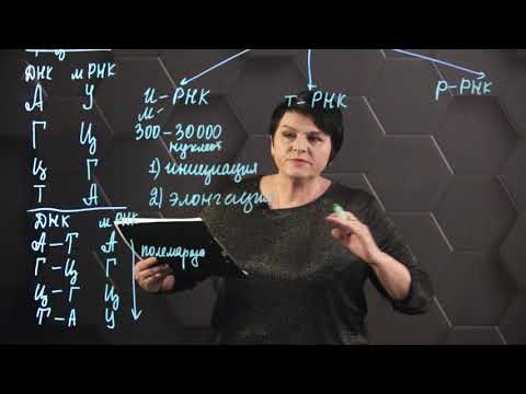 Видео: РНК. 11 класс.