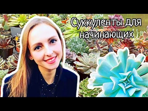Видео: СУККУЛЕНТЫ ДЛЯ НАЧИНАЮЩИХ/ НЕПРИХОТЛИВЫЕ РАСТЕНИЯ ДЛЯ ДОМА/ succulents